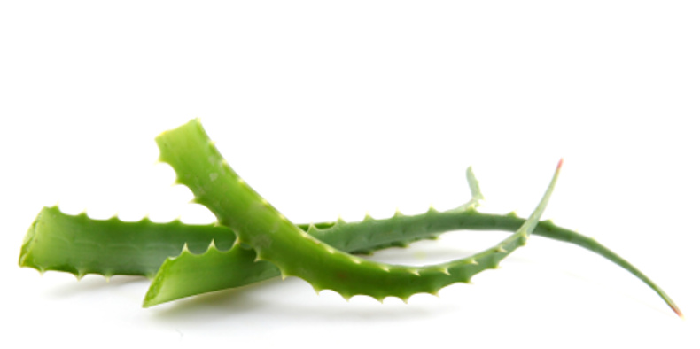 Aloe Arborescens kaufen: hochwertige Produkte | Aloe Fresca