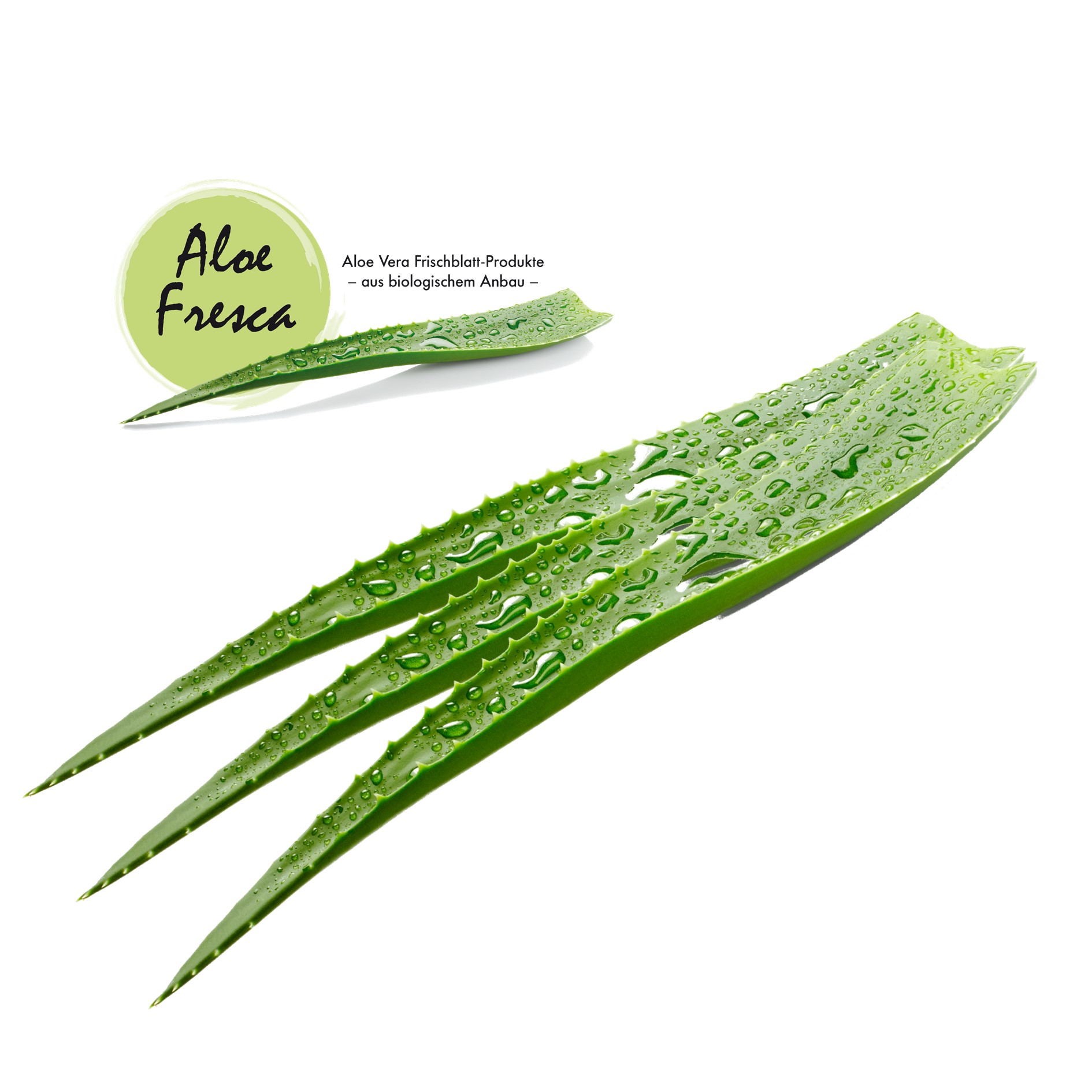 Aloe Vera Bltter online kaufen: Bio Frischbltter | Aloe Fresca