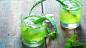 Preview: Bio Aloe Vera Frischblatt Direkt-Saft - Sommerspecial