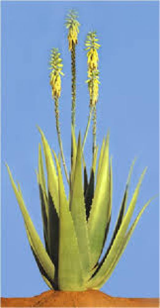 Bio Aloe Vera Frischblätter 1.100 Gramm