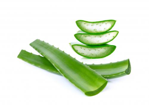 Bio Aloe Vera Frischblätter 1.400 Gramm